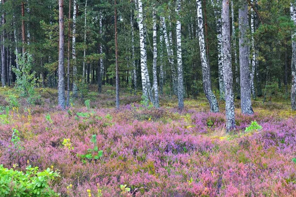 Forest Floor Blooming Pink Heather Flowers Sunrise Close Birch Pine — Stock Photo, Image