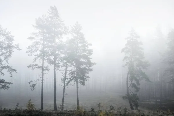 Евергрін Ліс Світанку Дерева Зблизька Мосс Лишайник Інші Рослини Землі — стокове фото