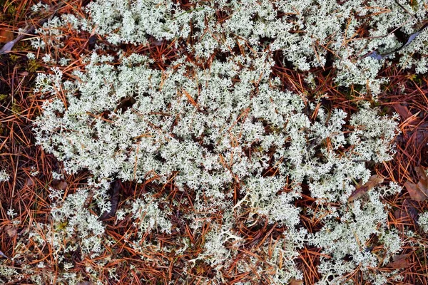 地衣類 草や他の異なる植物のカラフルな森の床 テクスチャをクローズアップ 自然のパターン フィンランドの早春 — ストック写真