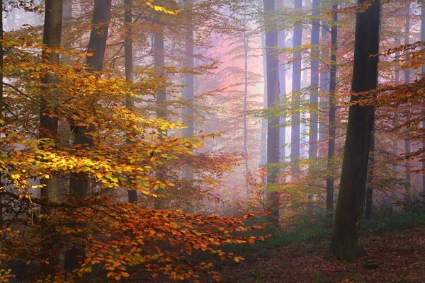 Cor Alta Faia Árvore Close Folhas Vermelhas Laranja Paisagem Outono — Fotografia de Stock