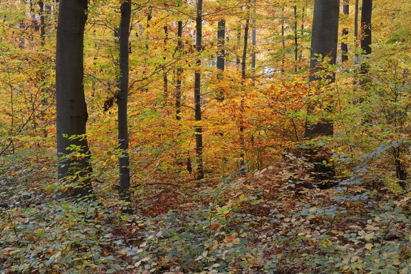 五彩斑斓的山毛榉树墙 树干紧贴着 伊甸园仙人秋天的风景 橙色和黄色的叶子 自然模式 环境保护主题 德国海德堡 — 图库照片