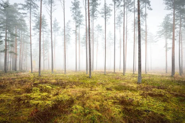 Panoramatický Výhled Zamlžený Podzimní Les Zelená Tráva Červené Oranžové Listy — Stock fotografie