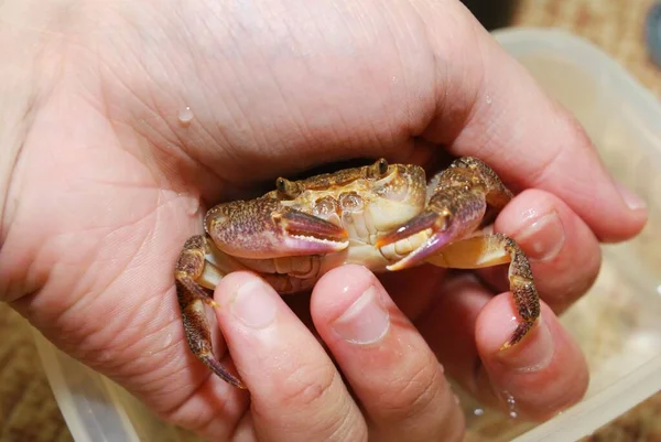 Freshwater river crab Potamon sp. in a hand, close-up. Italy. Wildlife, biology, zoology, carcinology, science, education, zoo laboratory, university, environmental damage and protection