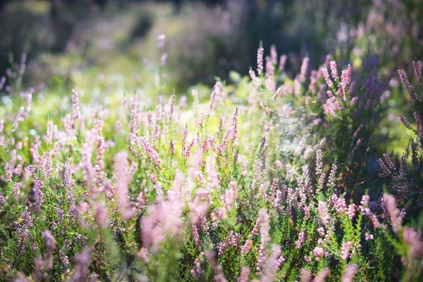 Suelo Del Bosque Flores Brezo Rosa Florecientes Bosque Hoja Perenne — Foto de Stock