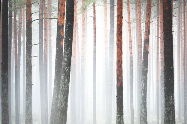 Сосны Белом Тумане Первый Снег Лесу Атмосферный Осенний Пейзаж Финляндия — стоковое фото