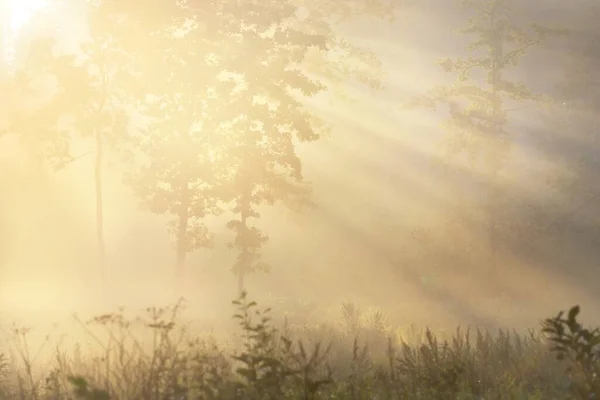 Tajemniczy Wiecznie Zielony Las Wschodzie Słońca Złote Światło Słoneczne Promienie — Zdjęcie stockowe