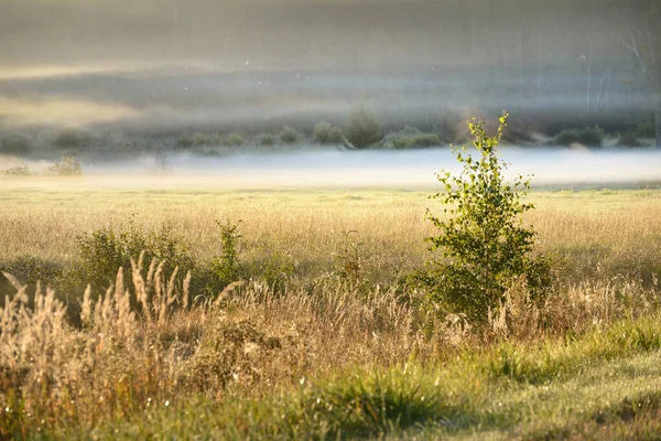 Golden Country Field Deciduous Forest Clouds Morning Fog Sunrise Tree — Stock Photo, Image