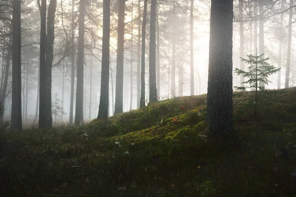 晨雾弥漫在混浊的针叶林中 在青苔丛生的山上 松树和冷杉都是特写 神秘的秋天风景 阳光照射在树干上 Kemeri国家公园 拉脱维亚 — 图库照片