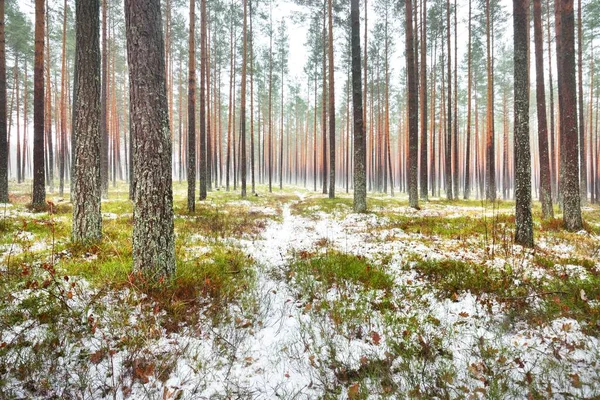 Der Erste Schnee Nebligen Herbstwald Grünes Gras Rote Und Orangefarbene — Stockfoto