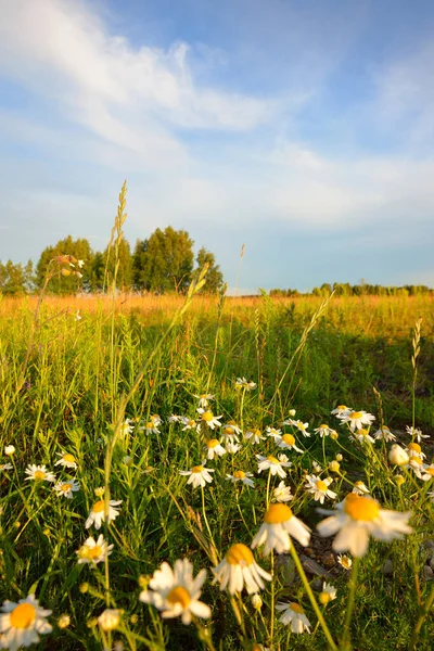 Divoké Květiny Zblízka Panoramatický Pohled Kvetoucí Heřmánkové Pole Květinový Vzor — Stock fotografie