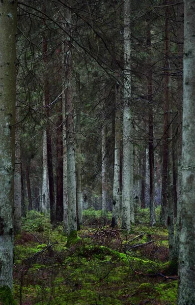 Una Vista Della Nebbiosa Foresta Sempreverde Antichi Tronchi Pino Alto — Foto Stock