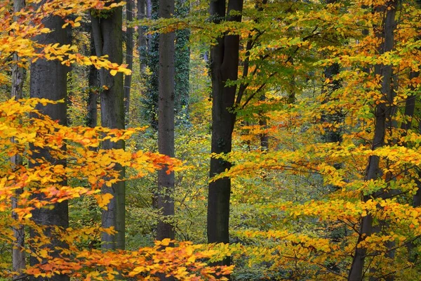 Ściana Kolorowych Buków Pnie Drzew Zbliżenie Idylliczny Bajkowy Jesienny Krajobraz — Zdjęcie stockowe