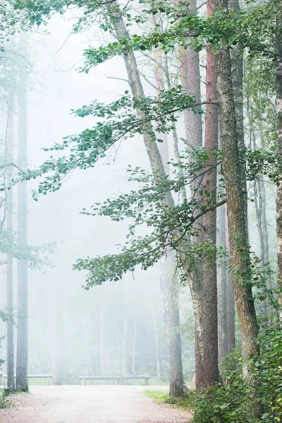 Порожня Алея Через Високі Дерева Вічнозеленому Лісі Густому Ранковому Тумані — стокове фото
