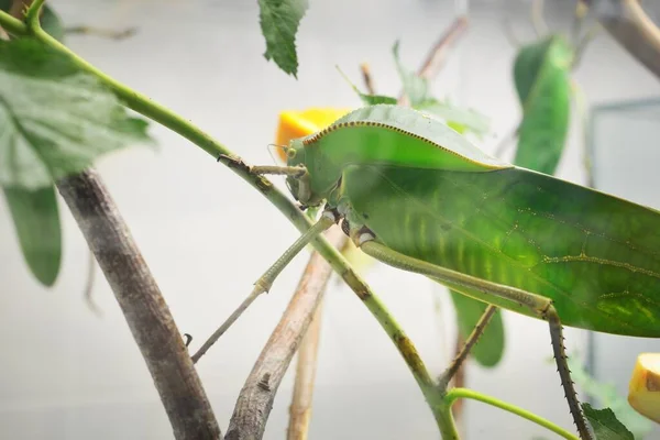 Einzigartige Riesige Grüne Heuschrecke Tettigoniidae Siliquofera Grandis Zoolabor Aus Nächster — Stockfoto