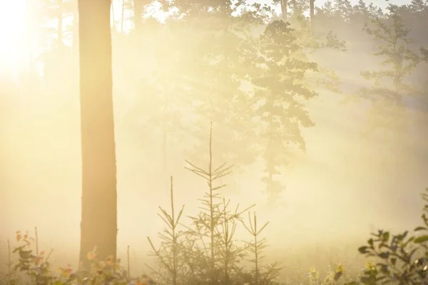 Misteriosa Foresta Sempreverde All Alba Luce Del Sole Dorata Raggi — Foto Stock