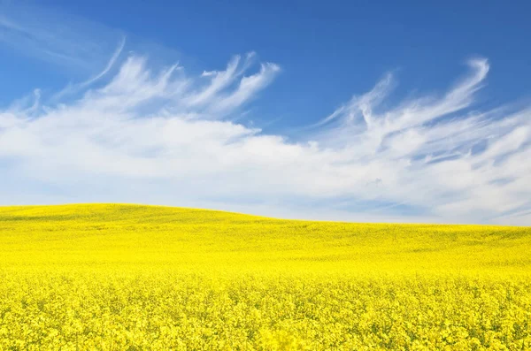 Champ Colza Fleurs Ciel Bleu Clair Avec Des Nuages Brillants — Photo