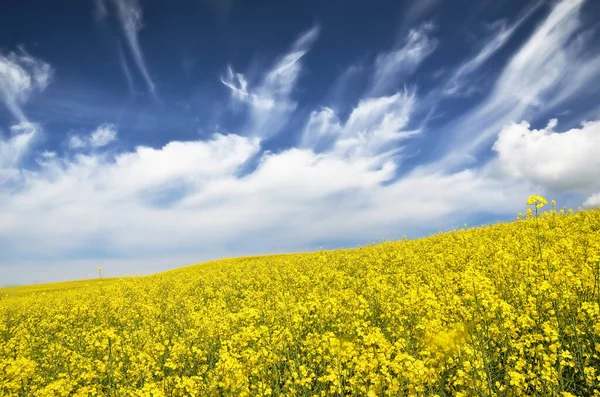 Blooming Rapeseed Field Clear Blue Sky Glowing Clouds Cloudscape Rural — Stock Photo, Image