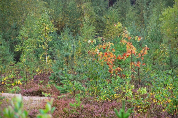 森林地面开满了盛开的石榴花 幼树和松树紧密相连 背景是五彩斑斓的桦树叶 Idyllic秋季场景 拉脱维亚的再造林 环境保护 — 图库照片