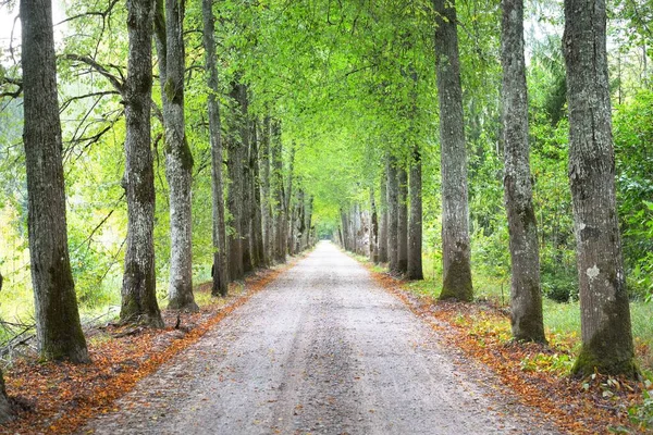 一个拱门的单车道乡间道路和高大的绿树 阳光穿过树干 美丽的夏季风景 Idyllic森林场景 拉脱维亚 — 图库照片