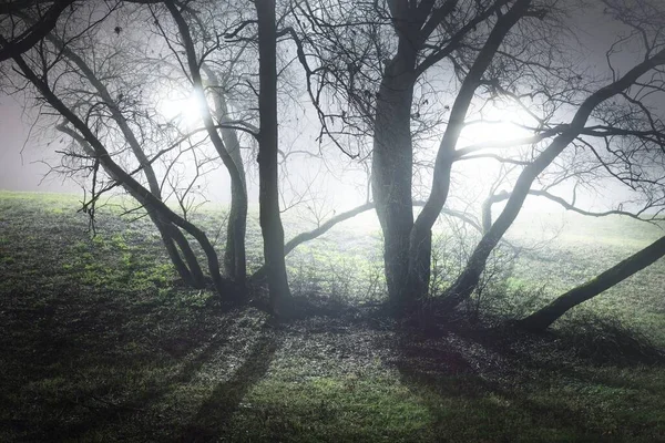 Noci Osvětlený Městský Park Mlze Zblízka Tmavé Siluety Starého Stromu — Stock fotografie