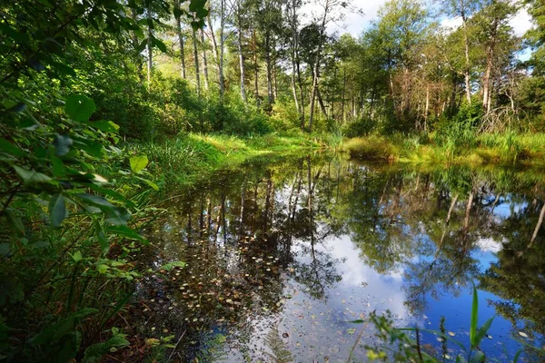 Vue Sur Petit Lac Forestier Par Temps Clair Réflexion Sur — Photo