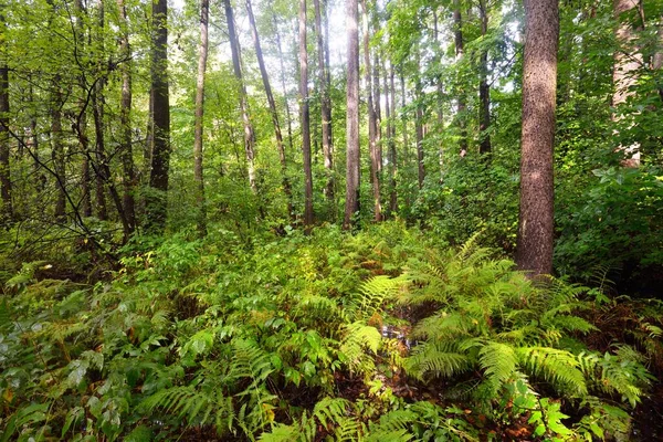 Floresta Decídua Pantanosa Musgo Samambaia Plantas Perto Raios Solares Fluindo — Fotografia de Stock