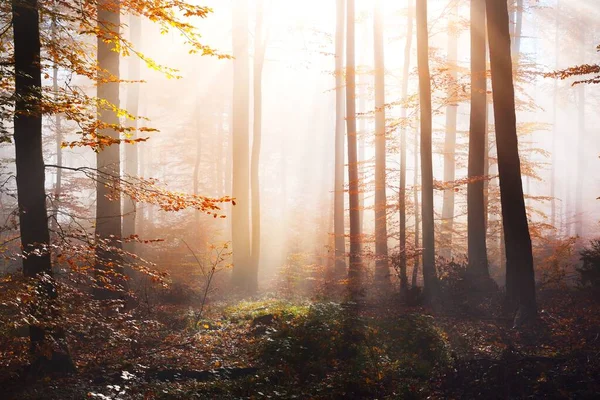 Sentiero Attraverso Collina Muscolosa Della Foresta Faggi Colorati Pavimento Forestale — Foto Stock