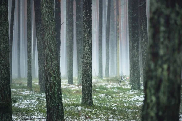 初雪在雾蒙蒙的秋天森林里 高大的苔藓松树树干特写 自然背景 大气景观 — 图库照片