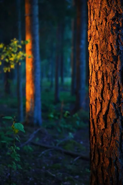 Pins Coucher Soleil Lumière Soleil Coule Travers Les Troncs Arbres — Photo