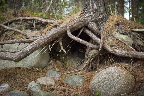 Alte Trockene Baumstämme Mit Großen Wurzeln Meeressteine Nahaufnahme Insel Ruhnu — Stockfoto