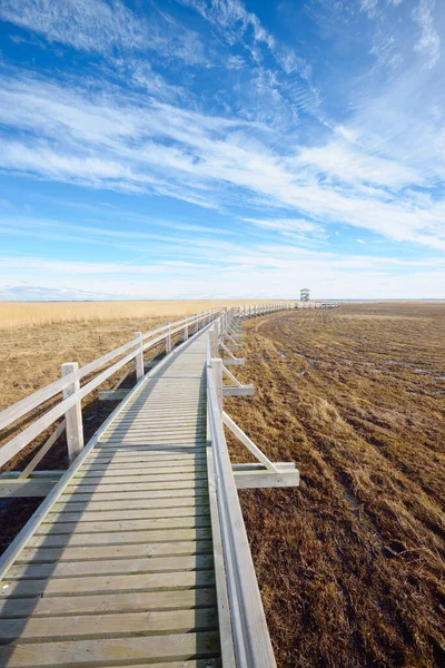 Hollanda 'nın güneşli bir bahar gününde, göldeki kuş izleme kulesine giden ahşap bir patika. Sığ su. Açık mavi gökyüzü ve sirrus bulutları. Çevre koruma teması