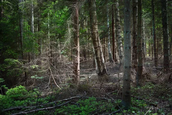 波罗的海海岸附近的常绿针叶林 有大根 苔藓和蕨类的老树 爱沙尼亚鲁努岛 神秘的风景 旅游目的地 环境保护 — 图库照片