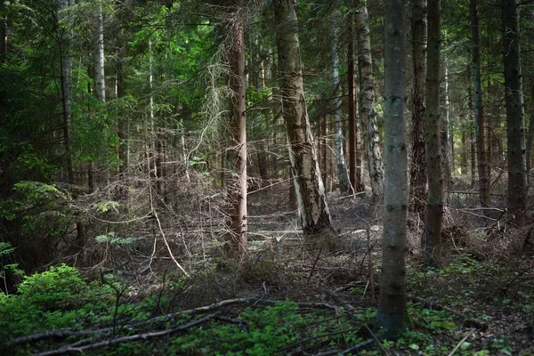 Bosque Coníferas Siempreverdes Cerca Orilla Del Mar Báltico Árboles Viejos —  Fotos de Stock