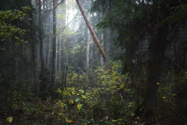 Reggeli Köd Egy Vegyes Tűlevelű Erdőben Fenyő Fenyő Nyírfa Közelről — Stock Fotó