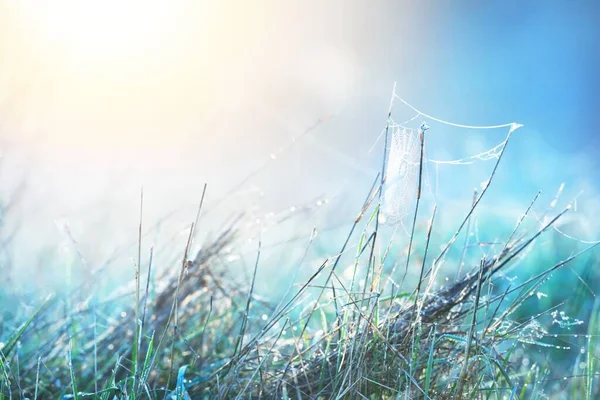 Telaraña Plantas Gotas Rocío Una Neblina Mañana Amanecer Primer Plano — Foto de Stock