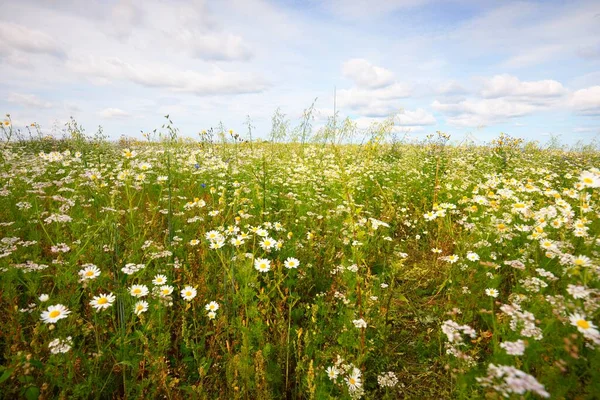 Divoké Květiny Zblízka Panoramatický Pohled Kvetoucí Heřmánkové Pole Dramatická Oblačnost — Stock fotografie