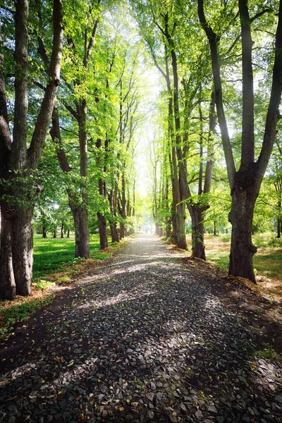 Eine Schotterstraße Durch Hohe Grüne Bäume Einem Stadtpark Einem Klaren — Stockfoto