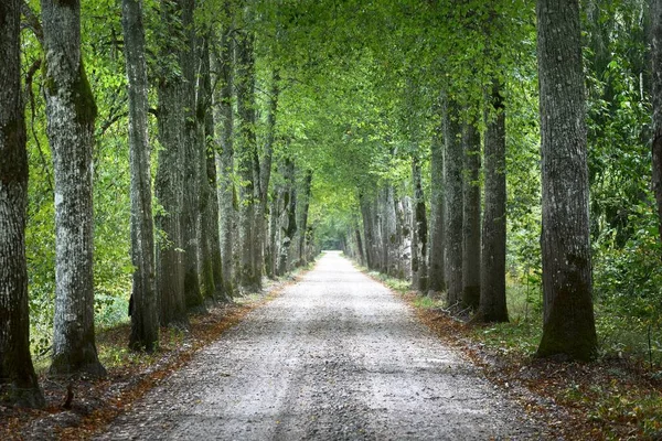 一条乡间小路的隧道 绿树成荫 阳光穿过树干 美丽的夏季风景 Idyllic森林场景 拉脱维亚 — 图库照片