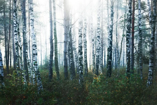 太阳升起时 在晨雾中的神秘的桦树林 阳光流过树干 拉脱维亚 Idyllic秋季场景 黑暗的风景 — 图库照片
