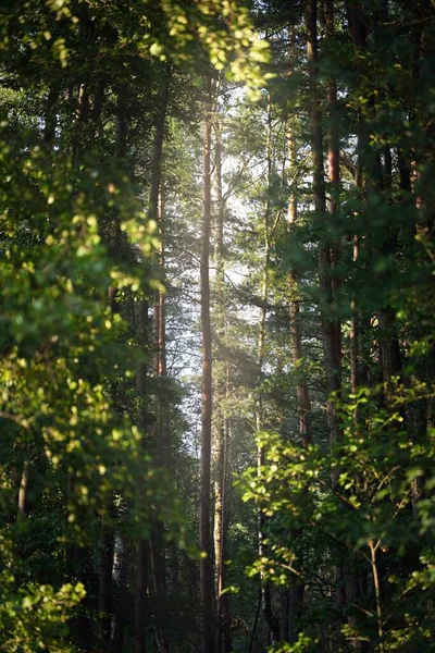 Φως Του Ήλιου Ρέει Στους Κορμούς Των Δέντρων Αειθαλές Πεύκο — Φωτογραφία Αρχείου