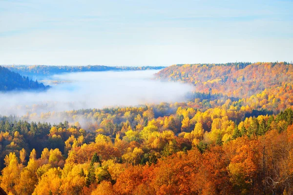 Impresionante Vista Aérea Los Coloridos Árboles Rojos Anaranjados Amarillos Bosque — Foto de Stock