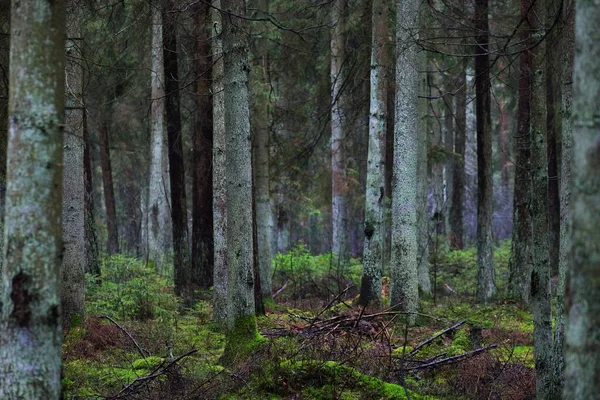 A view of the misty evergreen forest, ancient tall pine tree trunks close-up. Moss on the ground. Dark landscape. Estonia