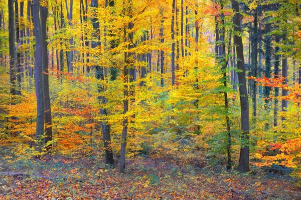 Die Wand Aus Bunten Buchen Baumstämme Großaufnahme Idyllische Märchenhafte Herbstlandschaft — Stockfoto