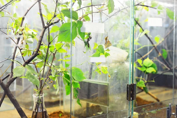 动物园实验室里的昆虫 Terrarium Shelves Special Equipment Close Research Education Botany Biology — 图库照片