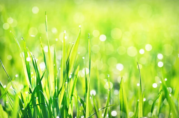 Green Grass Dew Drops Sunrise Texture Close Abstract Natural Pattern — Stock Photo, Image