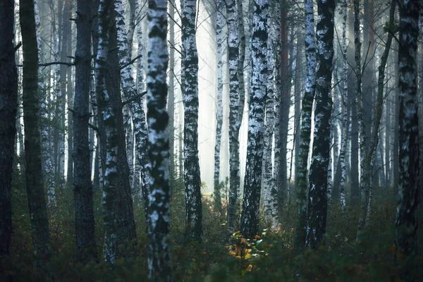 Mystérieuse Forêt Bouleaux Dans Une Brume Matinale Lever Soleil Rayons — Photo