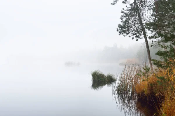 Vue Sur Lac Forestier Dans Épais Brouillard Réflexions Symétriques Sur — Photo