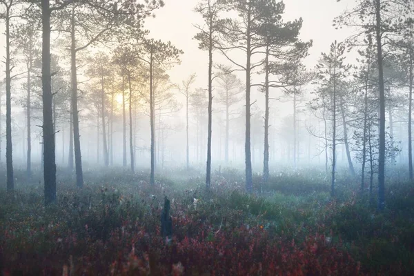 Leśny Podłoga Czerwienny Jesień Odchodzę Poranny Mgła Sosny Tle Tajemniczy — Zdjęcie stockowe