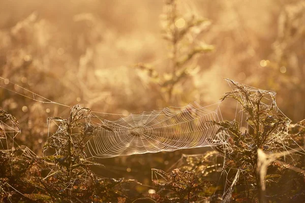 Spider Web Plants Morning Fog Sunrise Close Mysterious Forest Scene — Stock Photo, Image