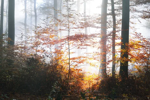 Kleurrijke Hoge Beukenbomen Van Dichtbij Bosvloer Van Rode Oranje Bladeren — Stockfoto